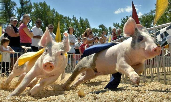 Pig races